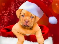 Christmas Dogs Styles Jigsaw Puzzle Game