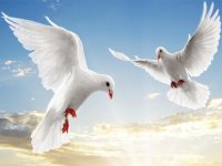 Flying Birds Slide Puzzle Game
